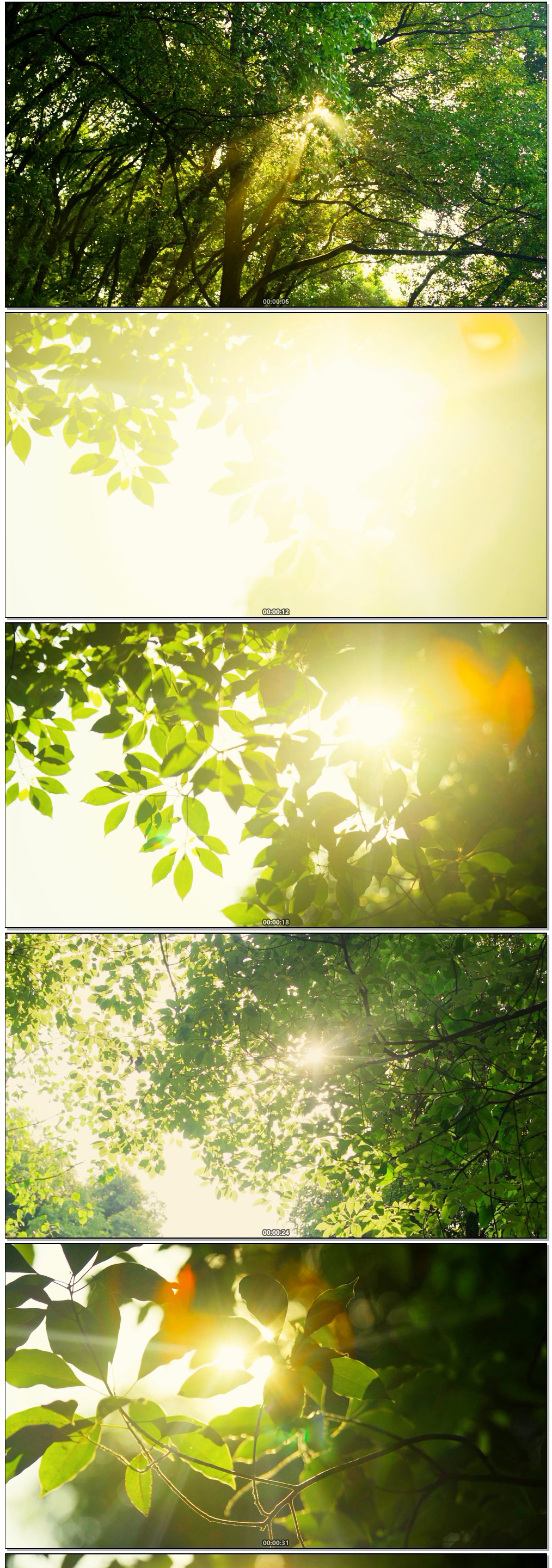 阳光照射森林丁达尔光线唯美逆光写意空镜