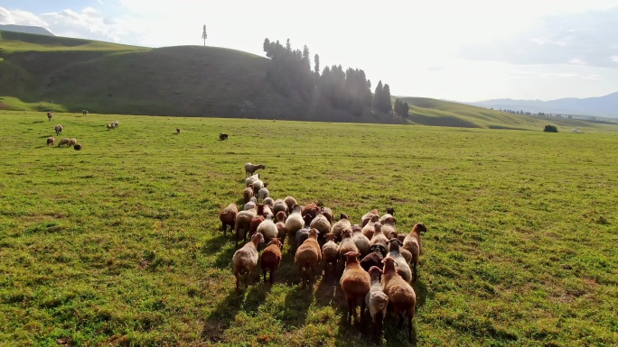 羊群奔跑
