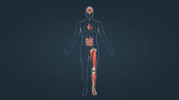 人体腺体新陈代谢钙平衡内分泌激素三维动画