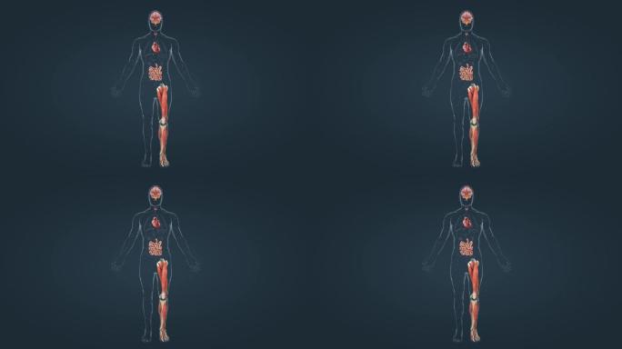 人体腺体新陈代谢钙平衡内分泌激素三维动画