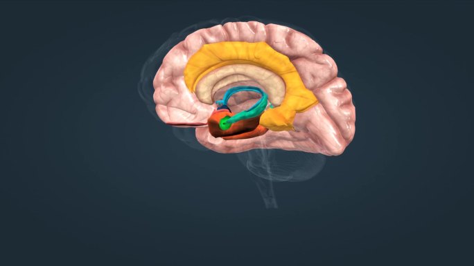 大脑杏仁核下丘脑海马体扣带回大脑皮层