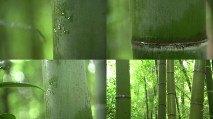 雨后竹林水珠竹节4k