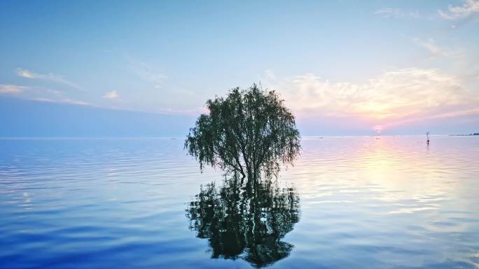 洞庭湖湖心的树意境镜头