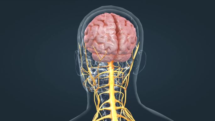 人体大脑神经系统三维动画
