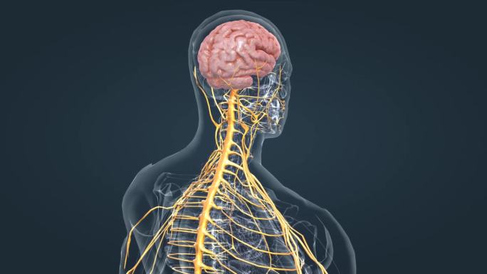 科普人体大脑神经边缘系统