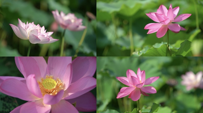 荷花、荷叶、夏日炎炎、蜜蜂采蜜、荷园、花