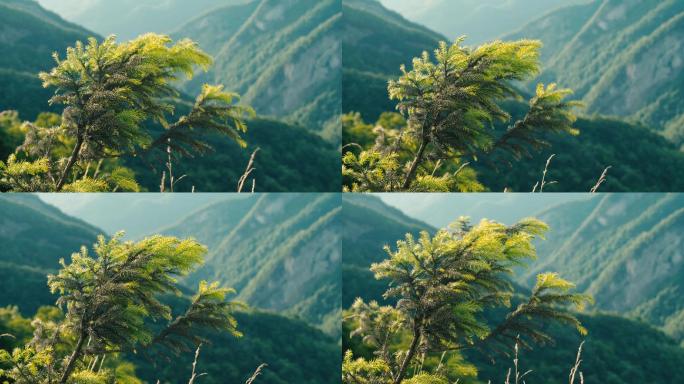 松针山顶迎风飘扬夏日阳光通透