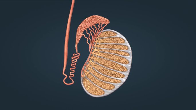 阴囊 阴茎 龟头 附睾 睾丸 海绵体 膀