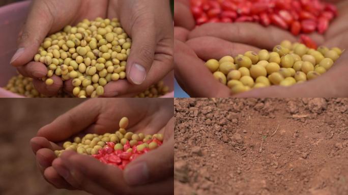 玉米大豆复合播种