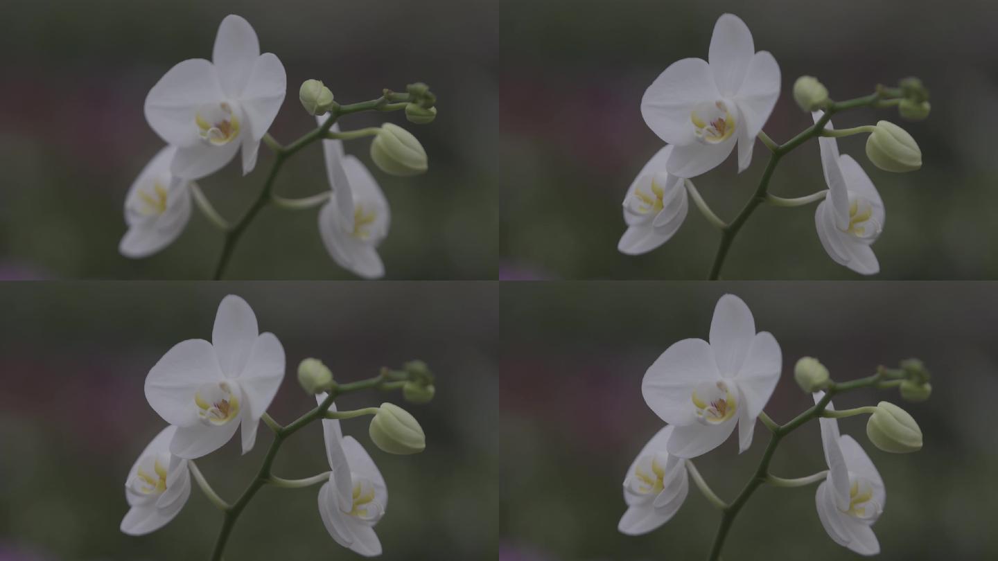 白色兰花