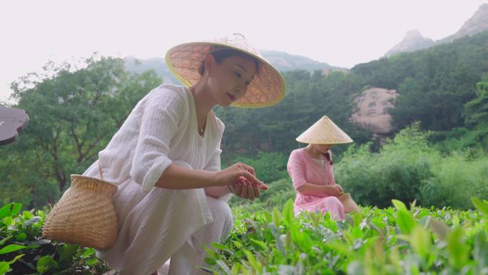 崂山茶园采茶-喝茶绿茶-美女-品茶旅游