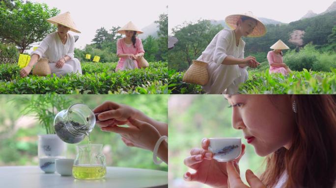 崂山茶园采茶-喝茶绿茶-美女-品茶旅游