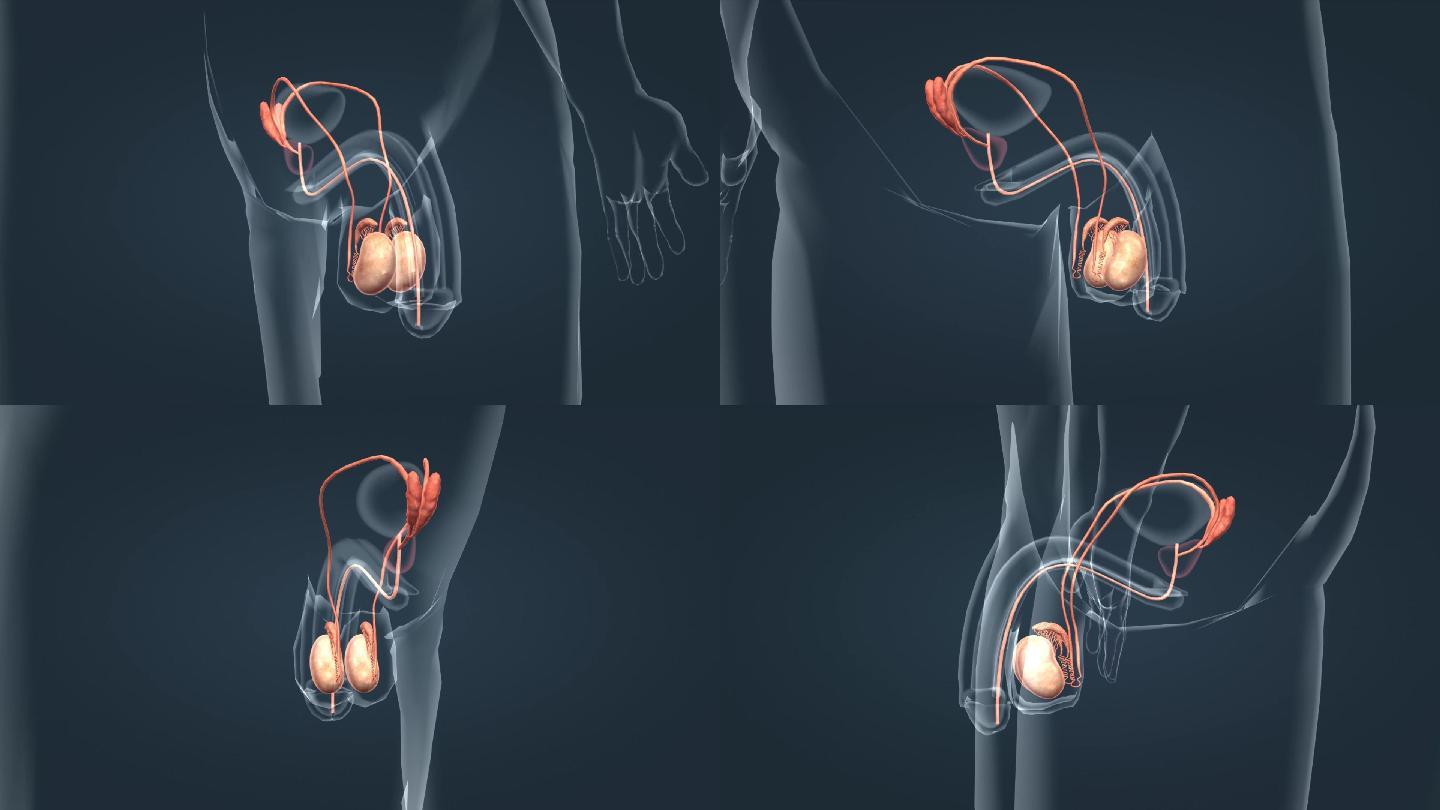 阴囊 附睾 睾丸 男性 生殖 器官 医学