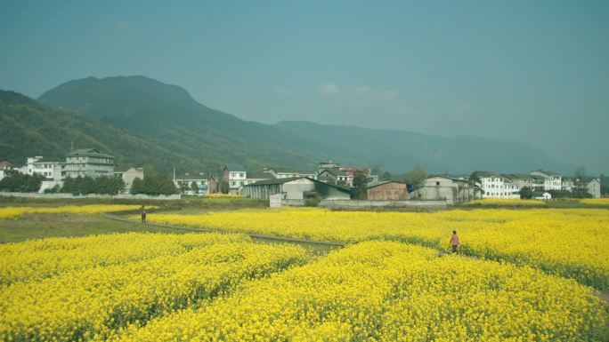 乡村生活油菜花 乡村菜花地