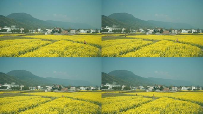 乡村生活油菜花 乡村菜花地