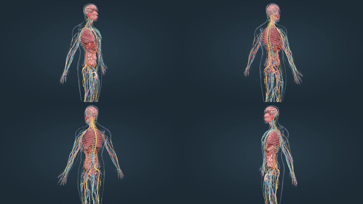 医学人体解剖科普全息三维动画