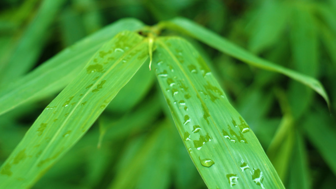 竹叶子竹林露珠水珠露水竹子下雨后竹林竹叶