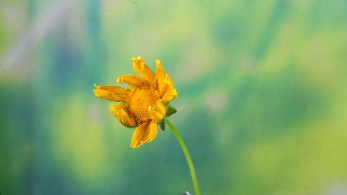 黄色金鸡菊开花延时