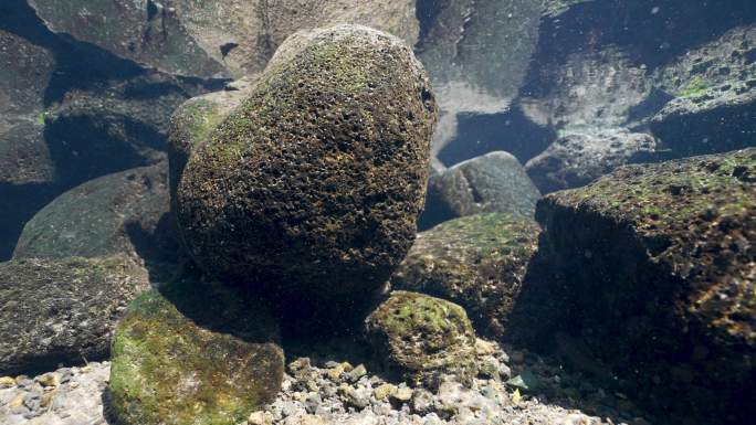 海南湿地野生鱼