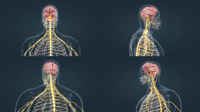 医学人体大脑小脑神经边缘系统