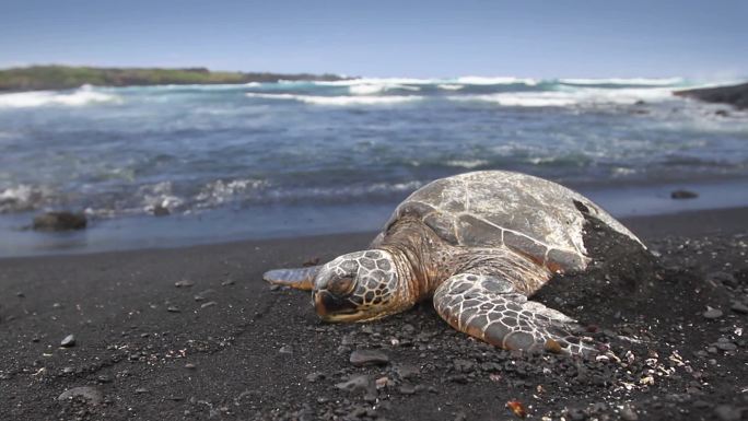 沙滩上的一只绿海龟被海浪击中，然后张开嘴巴