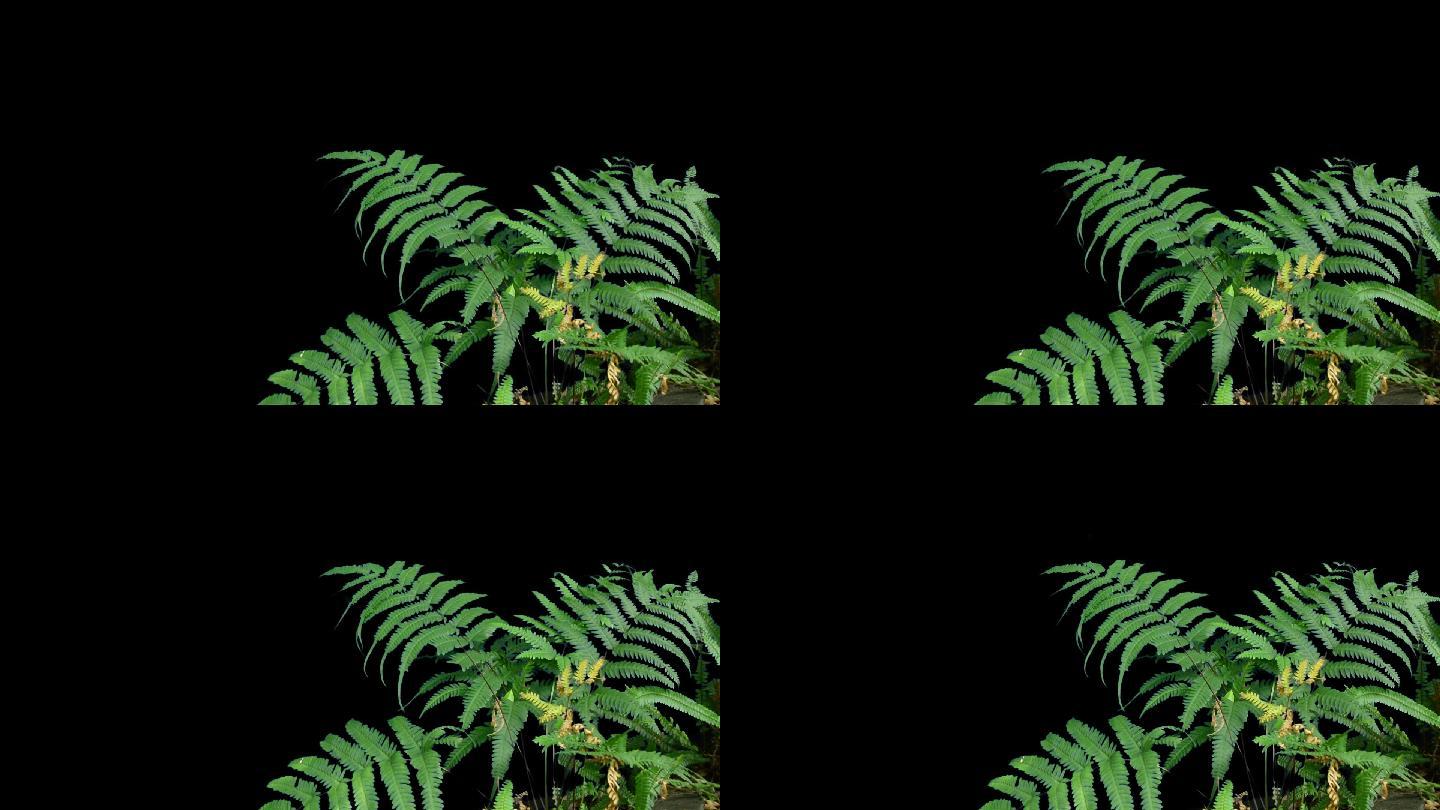 实拍带透明通道蕨类植物视频素材可作合成