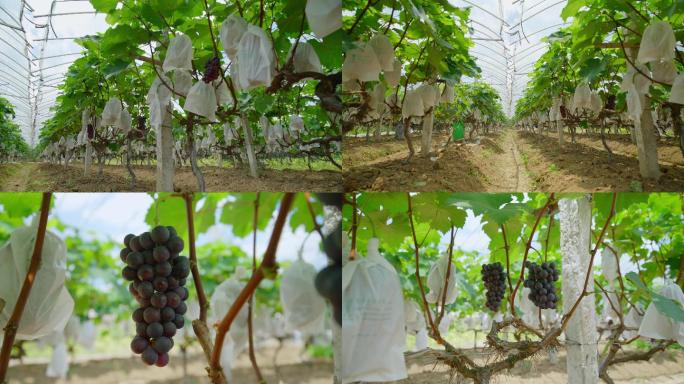 葡萄园 葡萄种植 黑葡萄