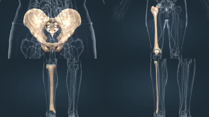下肢骨骼股骨髂骨髌骨腓骨