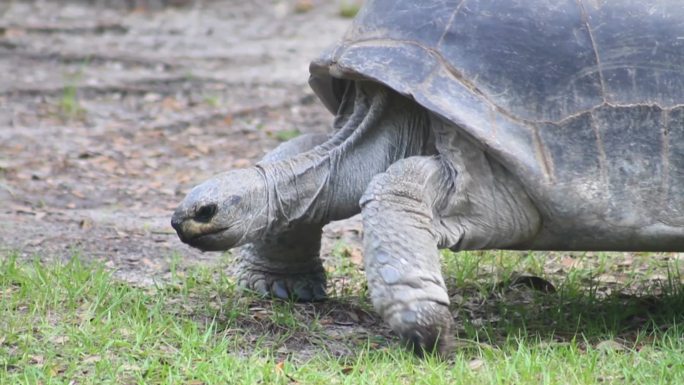 一只大乌龟在草地上滑行