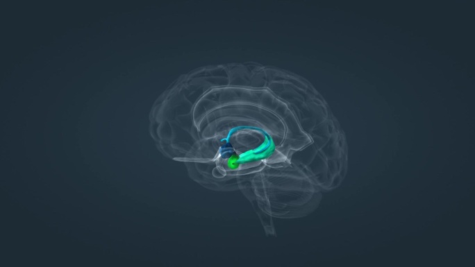 边缘系统杏仁核下丘脑海马体扣带回大脑皮层