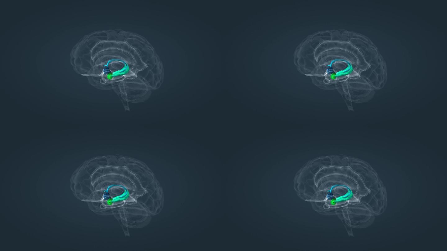 边缘系统杏仁核下丘脑海马体扣带回大脑皮层