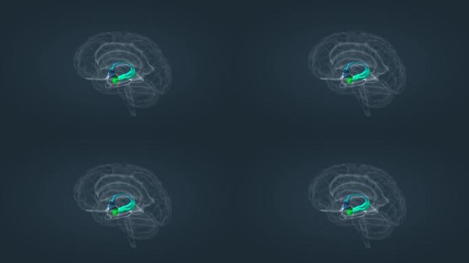 边缘系统杏仁核下丘脑海马体扣带回大脑皮层