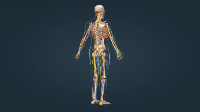 人体骨骼骨架神经系统