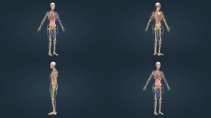 人体骨骼骨架神经系统