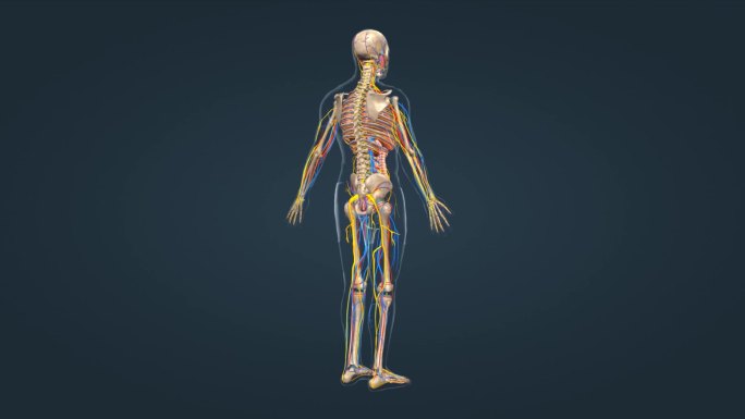 人体骨骼骨架医学动画展示