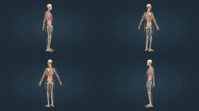 人体骨骼骨架医学动画展示
