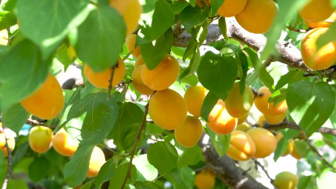 杏树 成熟的笆斗杏 杏子特写