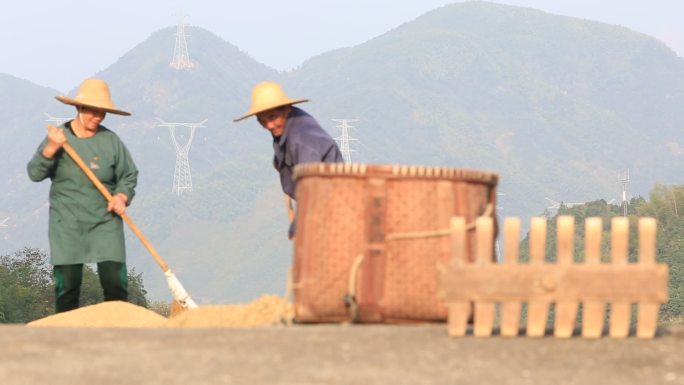 江南浙江农村秋天丰收晒场农民忙碌晾晒稻谷