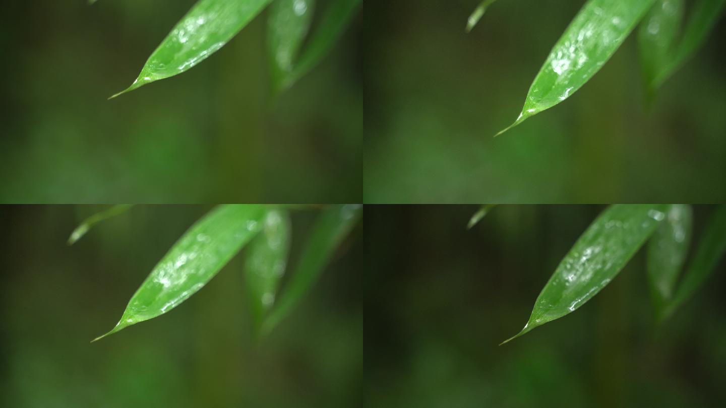 雨后竹林竹叶水珠4k