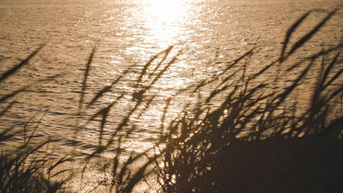 夕阳水边摇摆的芦苇