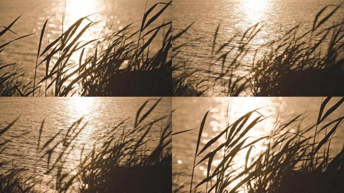 夕阳水边摇摆的芦苇