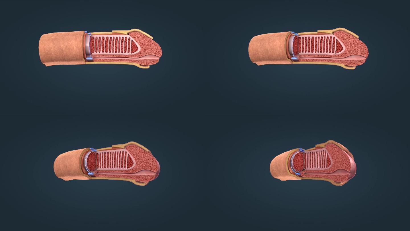 男性 生殖系统 阴囊 阴茎 龟头 海绵体