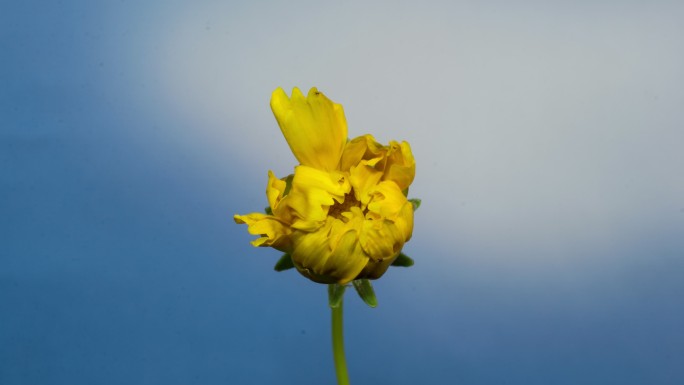 黄色金鸡菊开花延时