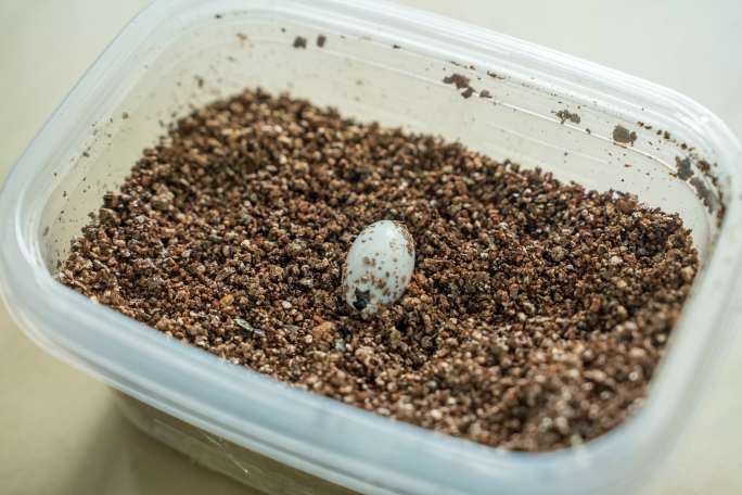 乌龟破壳孵化草龟麝香龟破壳孵化出生