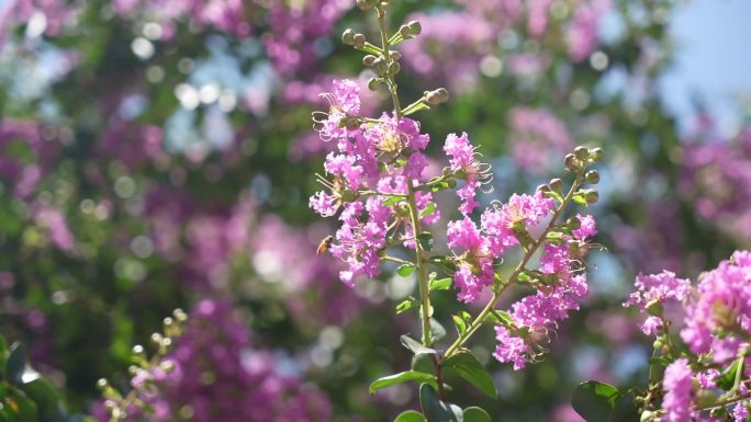 蜜蜂采蜜紫薇花4倍慢动作8组