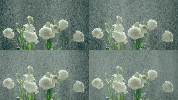 雨雾鲜花