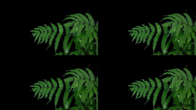 实拍带通道热带蕨类植物绿植风吹动视频素材