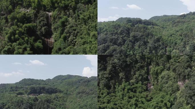 合江竹林航拍空镜