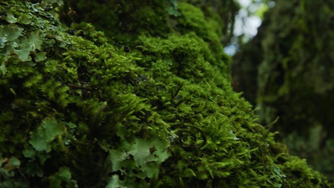 树梢青苔地衣