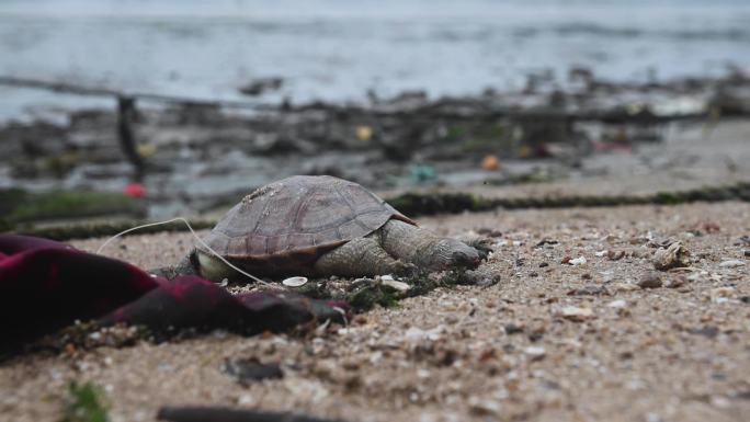 海洋污染海龟搁浅